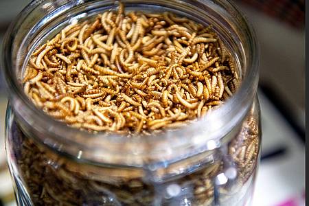 Getrocknete Mehlwürmer sind in der EU als Lebensmittelzutat zugelassen. Sie müssen auch auf der Zutatenliste - selbst wenn sie zu Mehl gemahlen werden - angegeben sein.