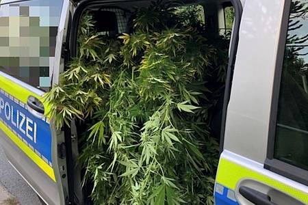 Pflanzen in einem Polizeibulli