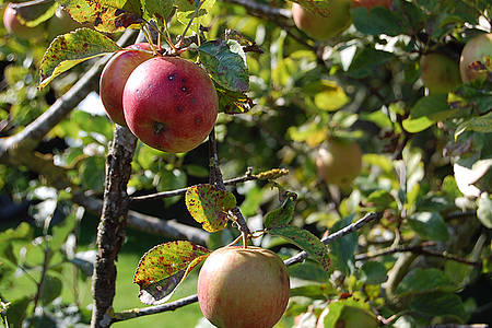 Äpfel hängen am Baum