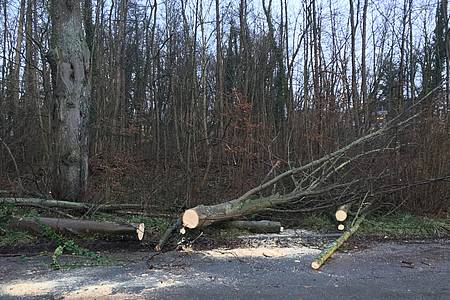 Umgestürzte Bäume nach einem Sturm
