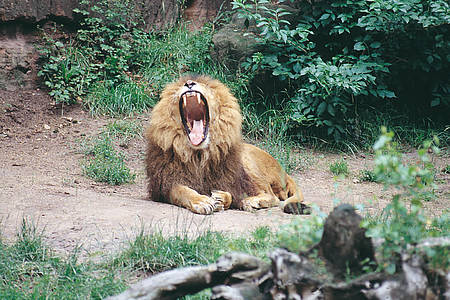 Brüllender Löwe im Zoo