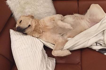 Studiohund Lotte liegt auf einem Sofa