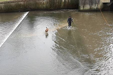 Spürhund im Wasser 